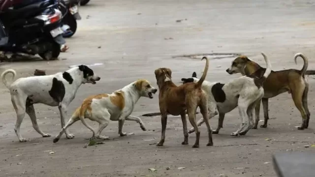 कर्नाटक में चार साल की बच्ची पर आवारा कुत्तों का हमला, होंठ और गाल पर आईं चोटें