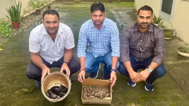 हरियाणा के यमुनानगर में 32 दुर्लभ कछुओं की तस्करी, पुलिस को देखते ही बैग छोड़कर भागा आरोपी